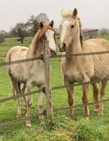 Potro PFS Poni Françés de Silla En venta 2023 Pío por Kou de Coeur de Corbion (AES)