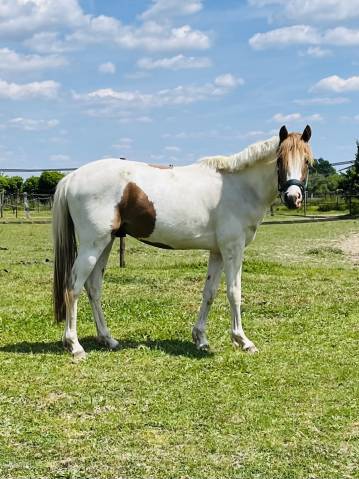 Caballo castrado PFS Poni Françés de Silla En venta 2023 Pío por Kou de Coeur de Corbion (AES)