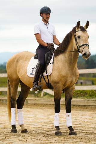 Caballo castrado KWPN Caballo de Deporte Neerlandés En venta 2020 Isabelo por Kjento