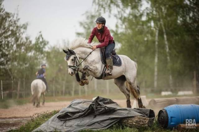 Caballo castrado sBs Caballo de Deporte Belga En venta 2015 Tordo por Coeur de cachas