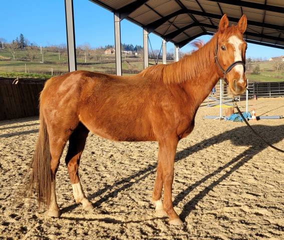 Caballo castrado AQPS En venta 2016 Alazán