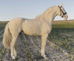 Caballo castrado Origen No Constatado En venta 2021 Otra capa