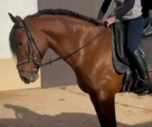 Caballo castrado PRE Pura Raza Española En venta 2019 Bayo