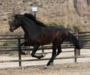 Caballo entero PRE Pura Raza Española En venta 2019 Bayo