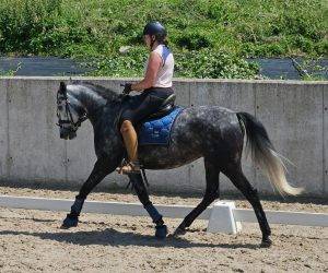 Yegua CDE Caballo Deporte Espanol En venta 2019 Tordo
