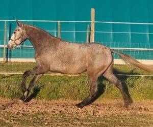 Yegua Lusitano En venta 2021 Tordo