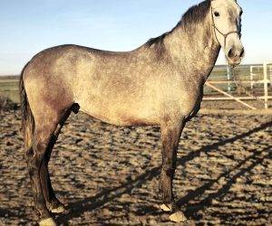 Caballo castrado Origen No Constatado En venta 2020 Tordo