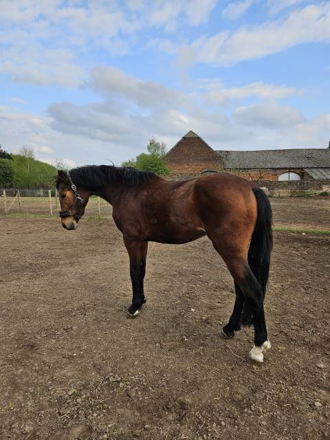 Caballo castrado AES Anglo European Studbook En venta 2022 Bayo por JOLI-COEUR II VD EIKHOEVE 