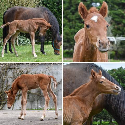 Yegua de ganadería Lusitano En venta 2015 Bayo por Orador QL