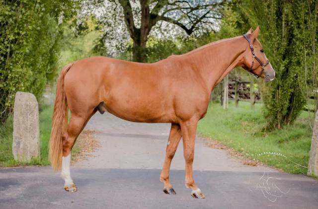 Caballo castrado Silla Francés En venta 2020 Alazán por CASHPAID J ET F (DEU)