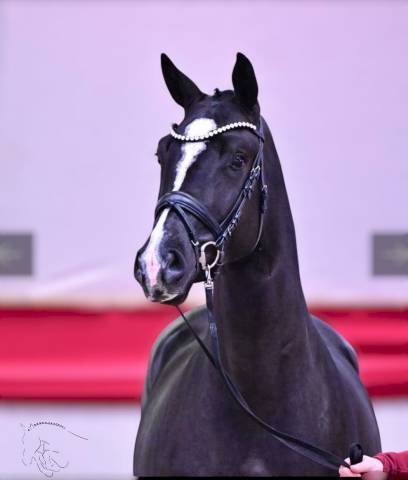Caballo castrado KWPN Caballo de Deporte Neerlandés En venta 2021 Negro por VDL LIAMANT W