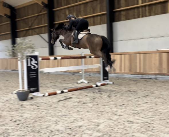 Caballo castrado sBs Caballo de Deporte Belga En venta 2019 Bayo por Pégase van’t Ruytershof