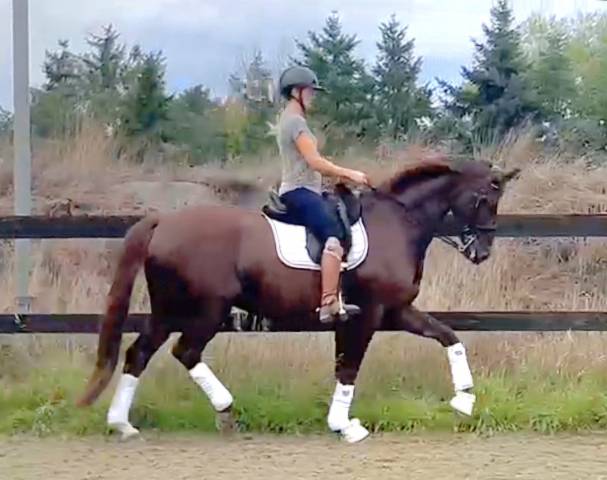 Caballo castrado Otra raza de Caballos En venta 2010 Alazán tostado