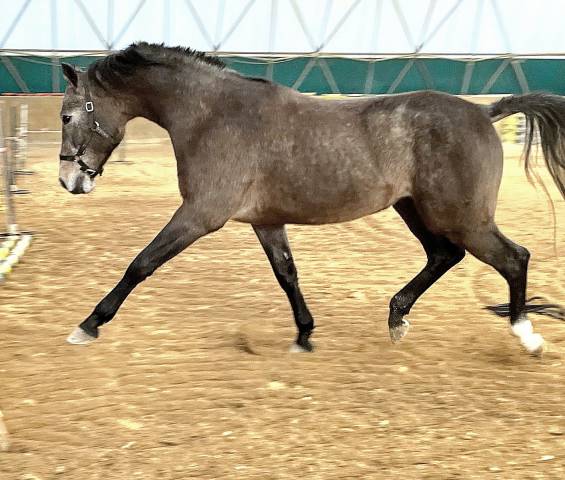 Caballo entero Cheval de Selle Italien En venta 2021 Tordo