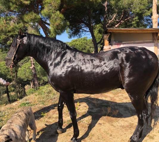 VENTA CABALLO PURA RAZA ESPAÑOLA