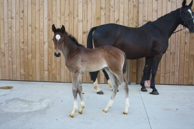 Yegua sBs Caballo de Deporte Belga En venta 2024 Bayo moreno por Dourkhan Hero Z