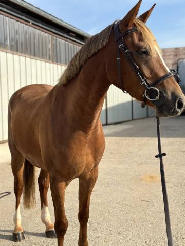 Caballo castrado Silla Francés En venta 2021 Pelo de vaca
