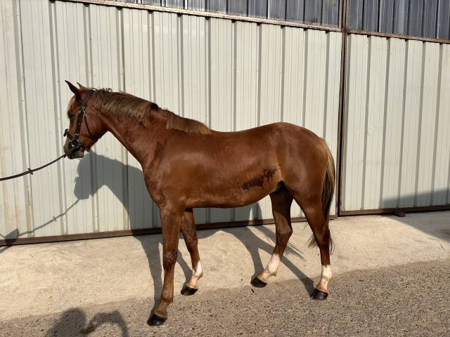 Caballo castrado Silla Francés En venta 2021 Pelo de vaca