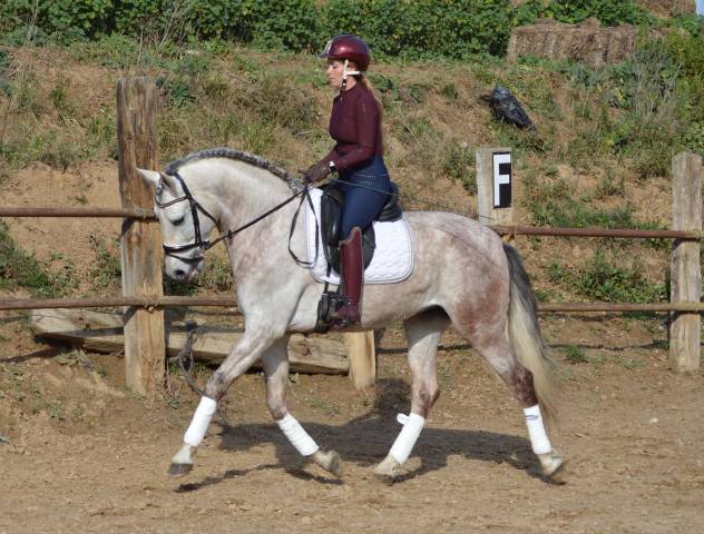 CABALLO PRE TORDO , Buen Caracter