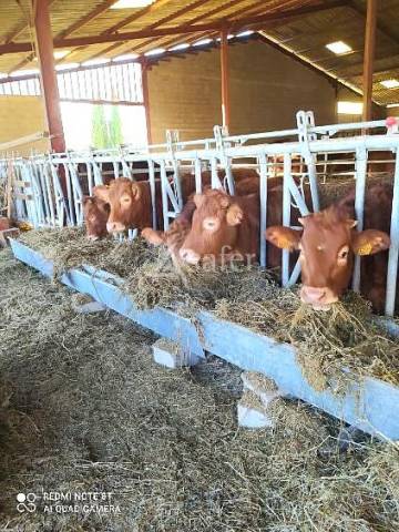 Explotación agrícola En venta Tarn y Garona