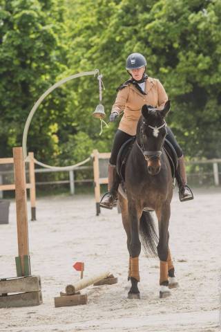 Caballo castrado Silla Francés En venta 2020 Negro por Bon Coeur
