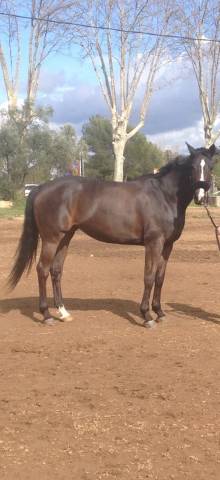 Yegua Silla Francés Donación 2004 Bayo moreno