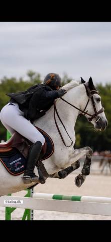 Caballo castrado Connemara En venta 2013 Bayo por espoir kerhamonic