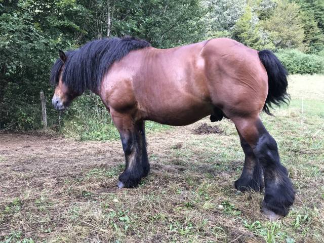Caballo entero Ardennes En venta 2019 Bayo por Bayard du Rye Boys ,  ard