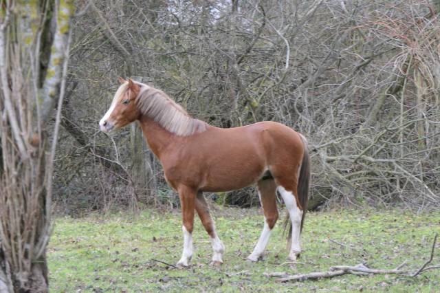 Bronheulog Lennox - Welsh Poni (Sección B) 2019 por BRONHEULOG ROYAL (GBR)