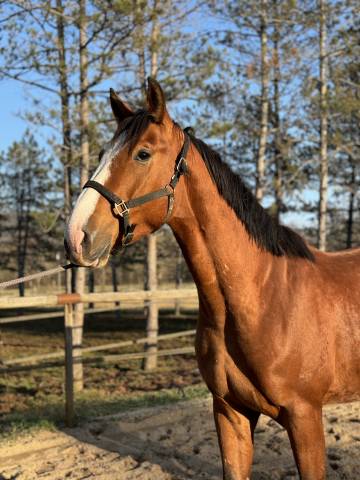 Caballo castrado Silla Francés En venta 2021 Bayo