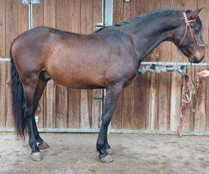 Caballo entero PRE Pura Raza Española En venta 2022 Bayo