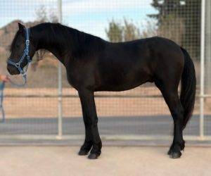 Caballo castrado Origen No Constatado En venta 2021 Negro