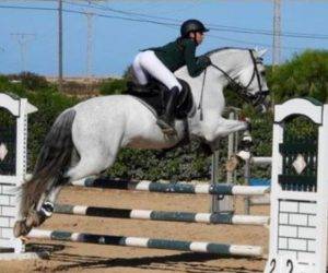 Caballo entero PRE Pura Raza Española En venta 2012 Tordo