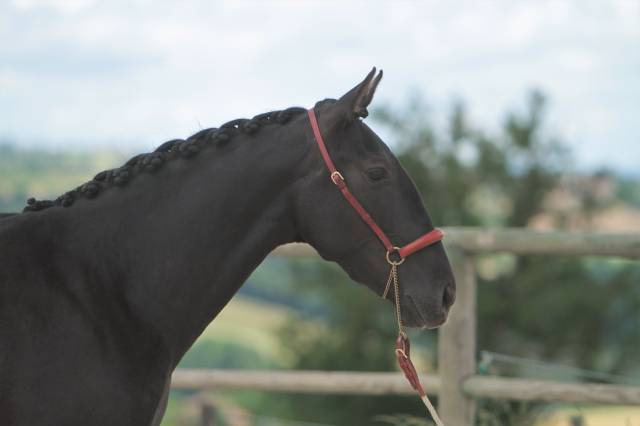 Yegua de ganadería PRE Pura Raza Española En venta 2019 Negro por TENORIO DE VERLIN
