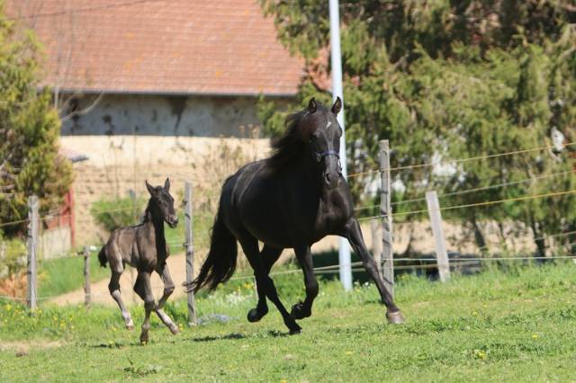 Yegua de ganadería PRE Pura Raza Española En venta 2019 Negro por TENORIO DE VERLIN