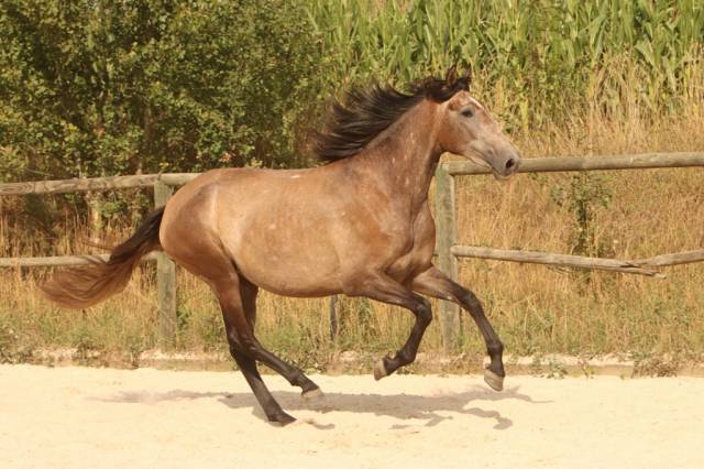 Yegua PRE Pura Raza Española En venta 2022 Tordo por GUAPO DE LA COMBE