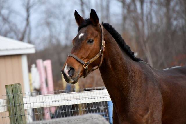 Caballo castrado pura sangre fuerte de 6 años