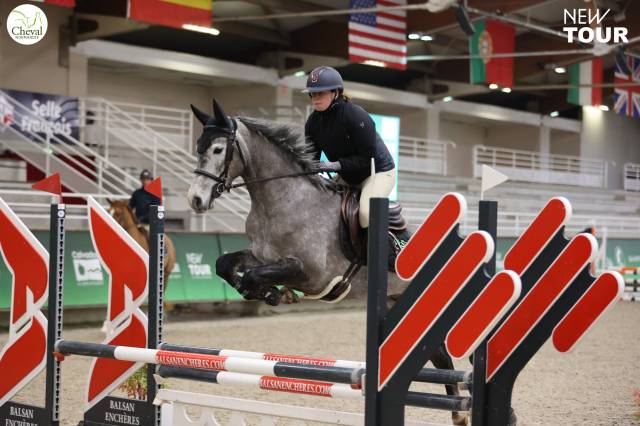Caballo castrado Otra Raza de Poni En venta 2020 Tordo