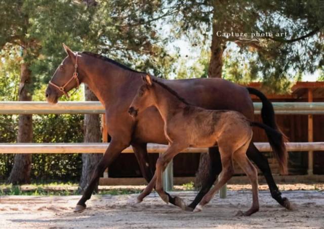 Potranca Lusitano En venta 2024 Negro por Bemperfumado