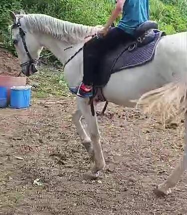 CABALLO CON DOMA
