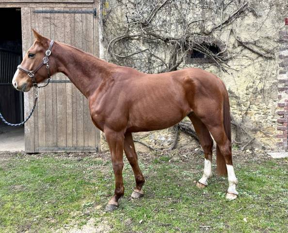 Caballo castrado Silla Francés En venta 2021 Alazán