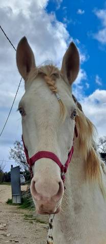 Precioso potro Albino