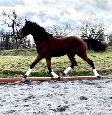 Caballo castrado sBs Caballo de Deporte Belga En venta 2023 Bayo