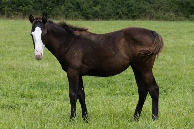 Potranca Paint Horse En venta 2024 Negro