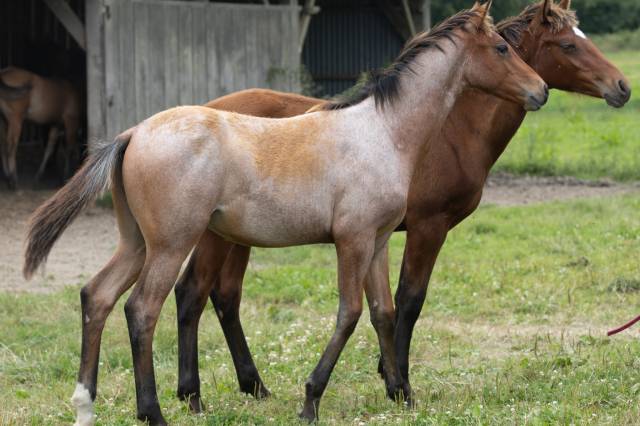 Potro Quarter Horse En venta 2024 Roano