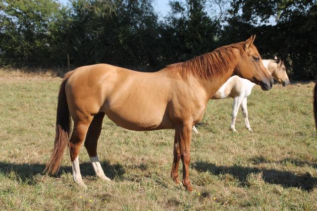 Yegua de ganadería Paint Horse En venta 2006 Dun