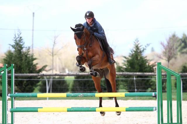 Caballo castrado Silla Francés En venta 2015 Bayo por CANTURO