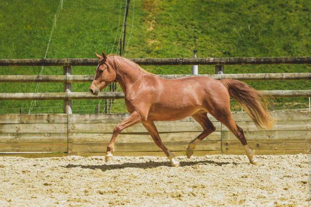 Yegua Origine Constatée En venta 2019 Alazán por FIRST DREAM
