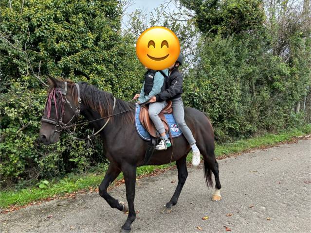 Caballo castrado Trotón Francés En venta 2009 Bayo