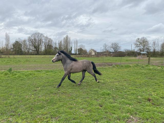 Potranca New Forest En venta 2023 Bayo por KENZO (NDL)